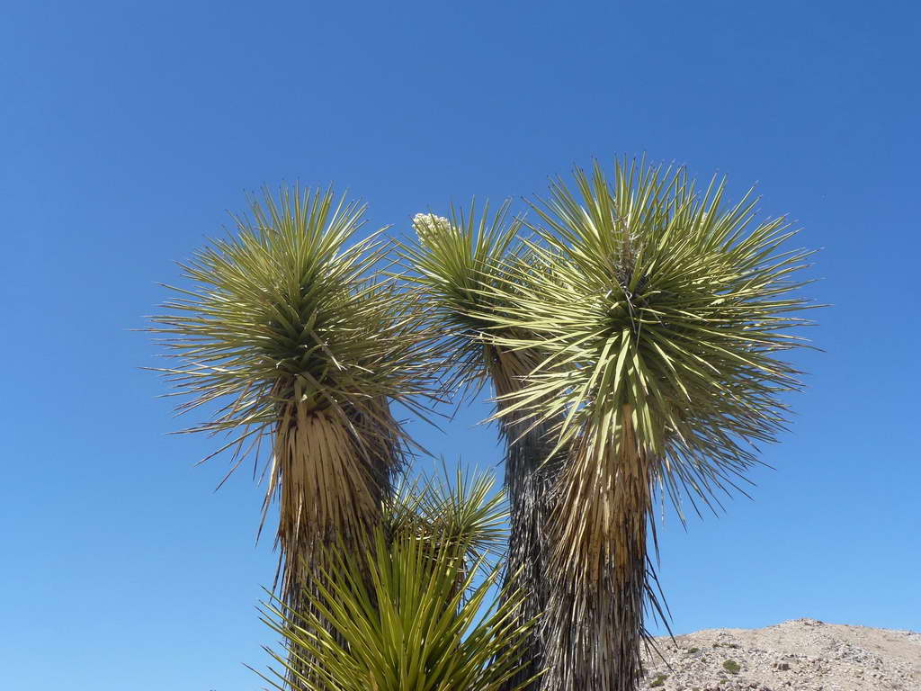 Joshua Tree National Park